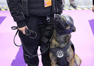 Клонированные Полицейские собаки получают большое внимание на выставке