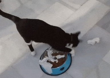 Почему кошка делает какакачу, зарывая рядом с едой?