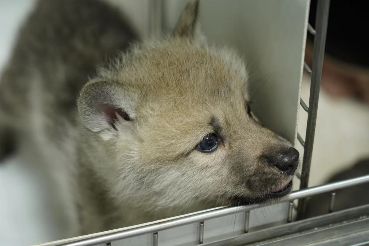 Первый в мире клонированный Arctic Wolf был рожден! Sinogene расширяет сохранение разнообразия видов