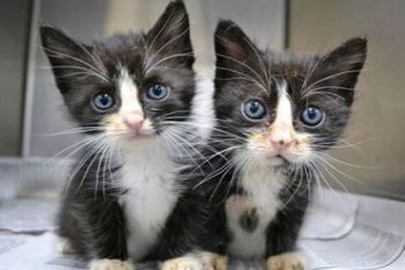 Клонирование кошек