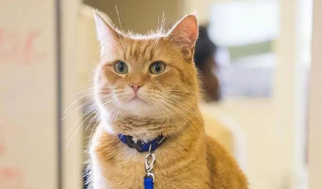 Май Боб Кот, главный герой в фильме уличный кот по имени Боб, Будьте счастливы, когда он вернется на Meow Planet ~