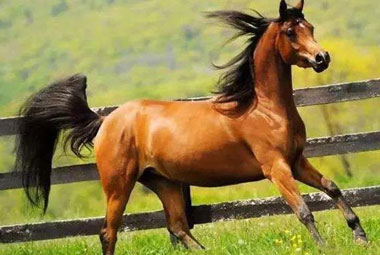 Клонированные лошади компании-Sinogene помогает разведению лошадей