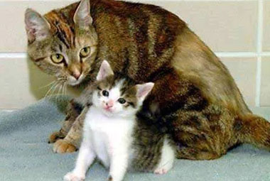 Первый в мире клонированный Кот скончался в возрасте 18 лет