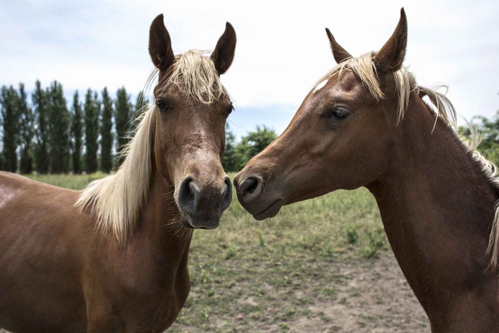 Клонирование лошади